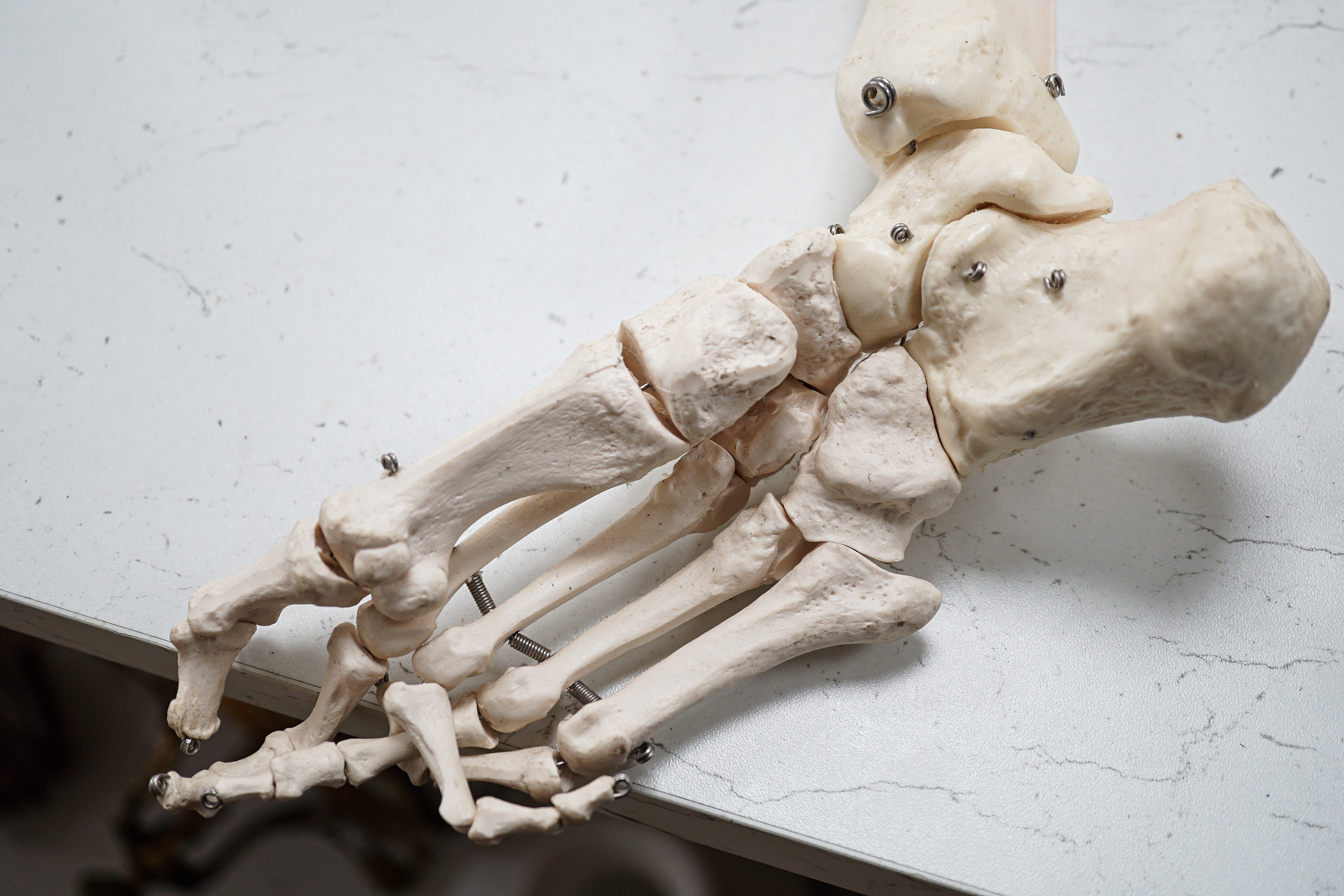 A faux human skeleton, 160 cms high not including skull.